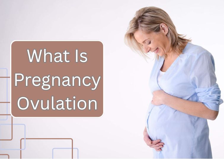 What Is Pregnancy Ovulation