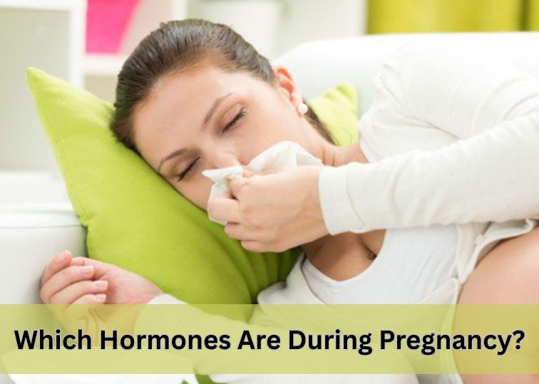 Which Hormones Are During Pregnancy?